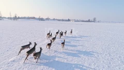 Deer🦌 Running in the snow ❄️