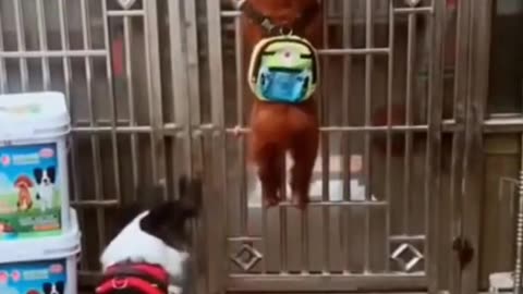 Funny dog video