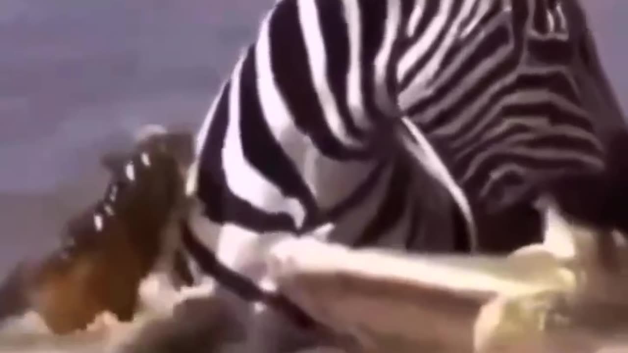 Wildlife at its best