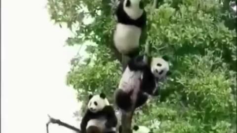 Panda Tree