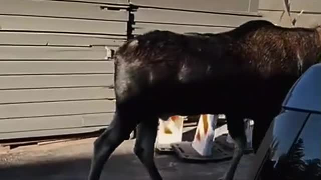 Check out this moose-Gigantic moose casually strolls past pedestrians