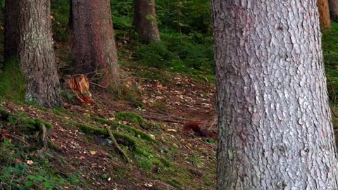 Amazing squirrell