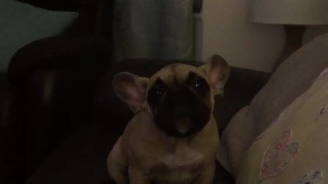 French Bulldog puppy speaks to owner