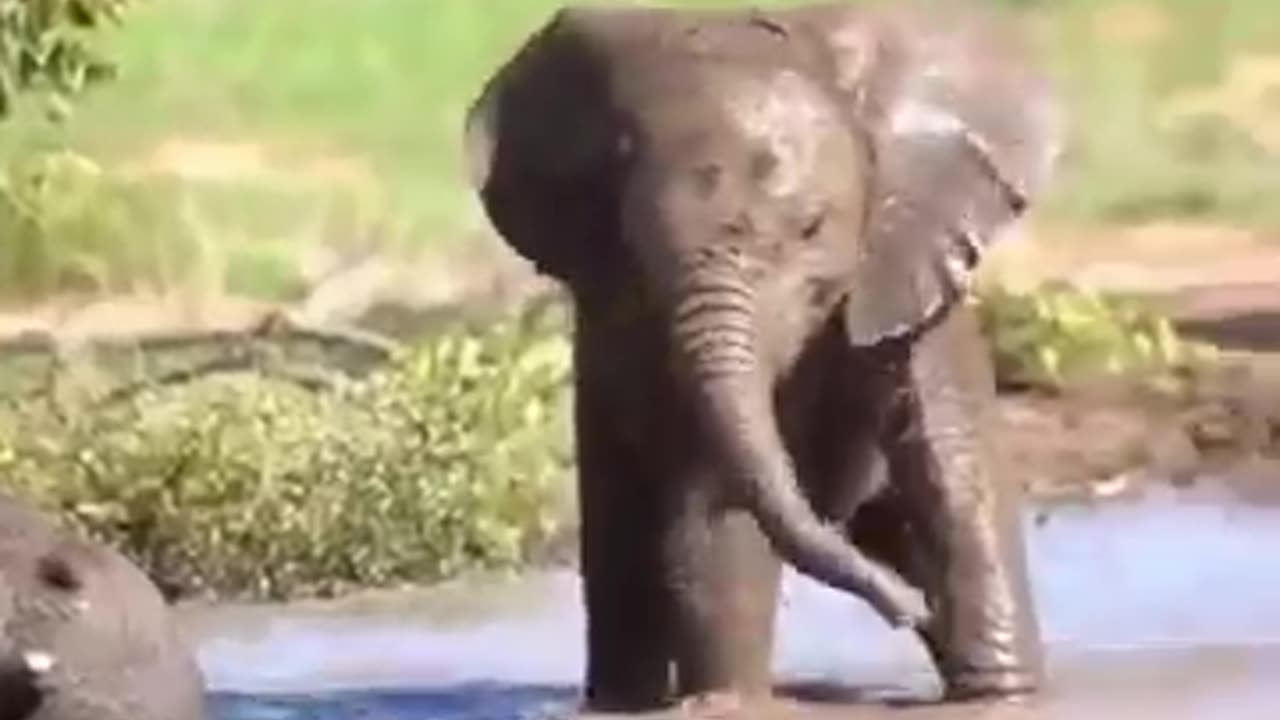 cute babby elephant