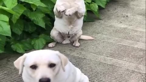 1_Funniest-Cutest-Labrador-Puppies-2-Funny-Puppy-Vid