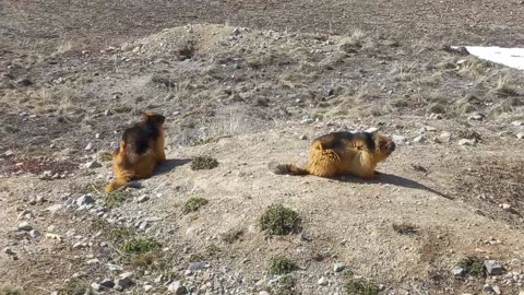 Deosai Wild Animal