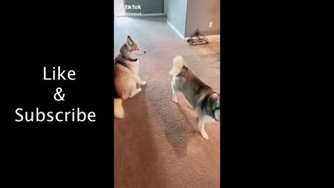 Adorable Dogs in TikTok