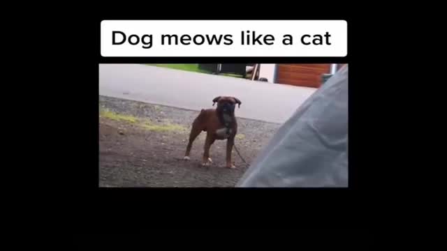 Funny dogs dont know how to bark