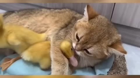 Ignorant duckling