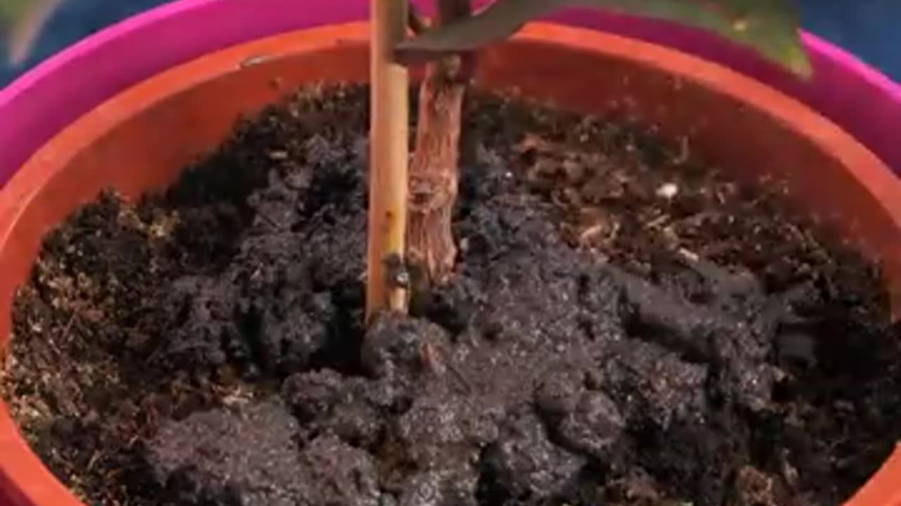 30 Top Gardening Hacks That Actually Work