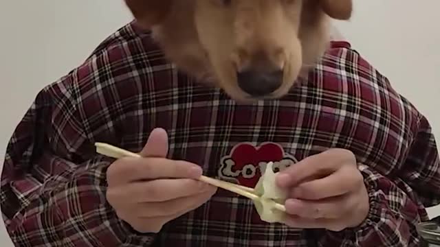 THE WORLD'S FASTEST HALF MAN HALF DOG CHEF