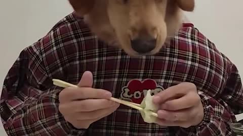 THE WORLD'S FASTEST HALF MAN HALF DOG CHEF