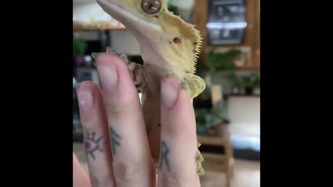 Cute and Funny Cat Dog