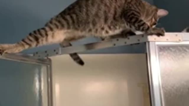 Kitty finds out holding the high ground is hard than it looks