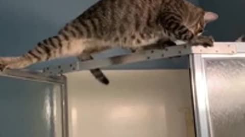 Kitty finds out holding the high ground is hard than it looks