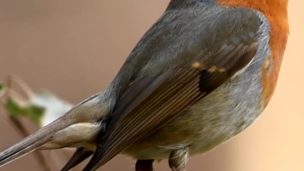 Beautiful ❤️ bird 🐦 sound 🔊 short video