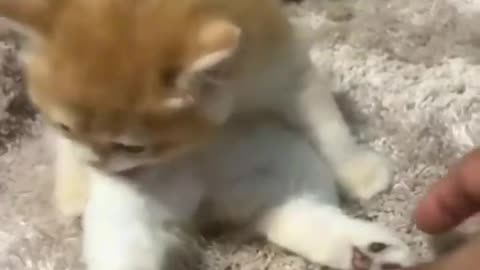 Funny Cat Videos