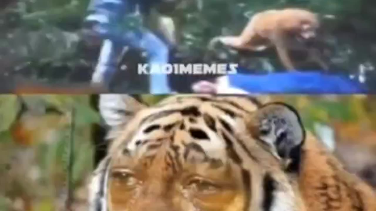 Original tiger