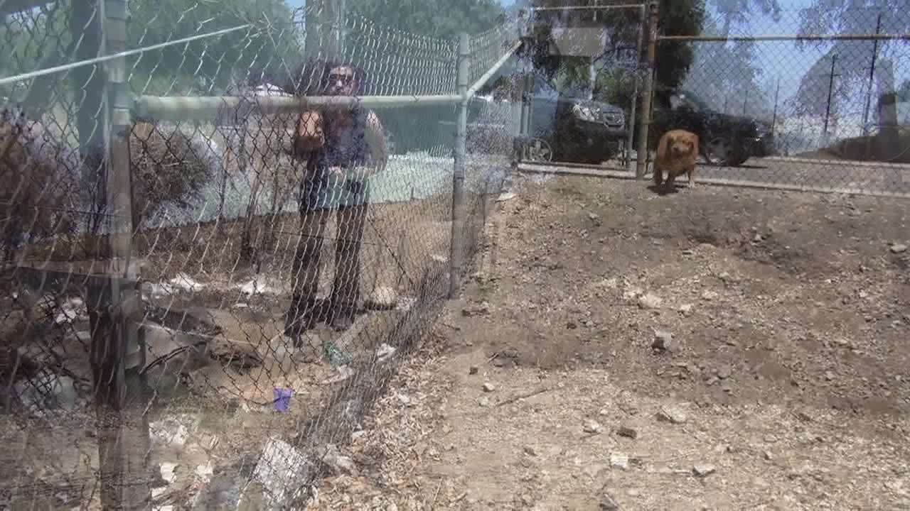 A dog rescue that will make you smile. Please share on FB & Twitter. Mobile users - see link below