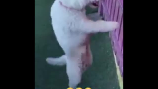 Funny dog short video