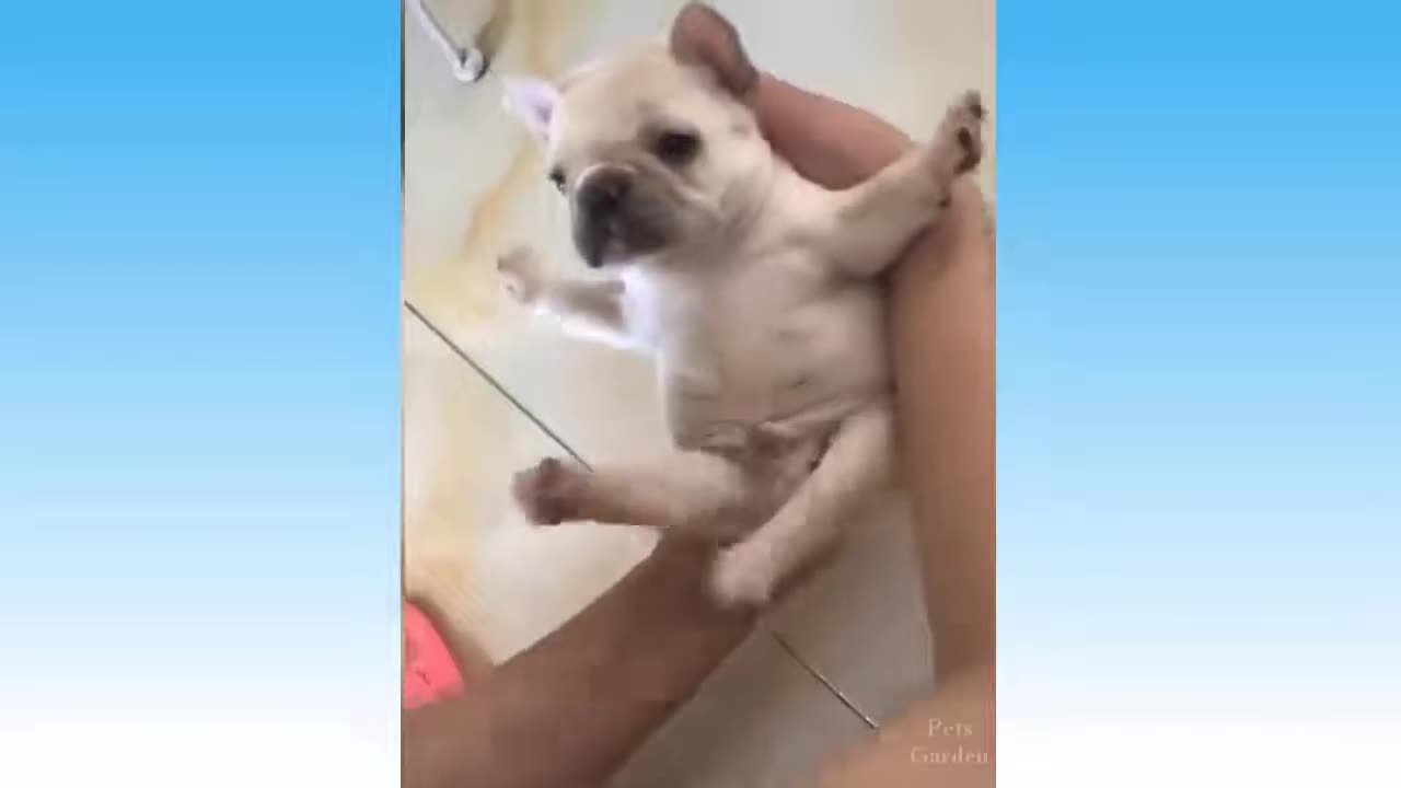 Funny and Cute Animal