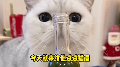 The cat is too proud and charming. Let me fix it