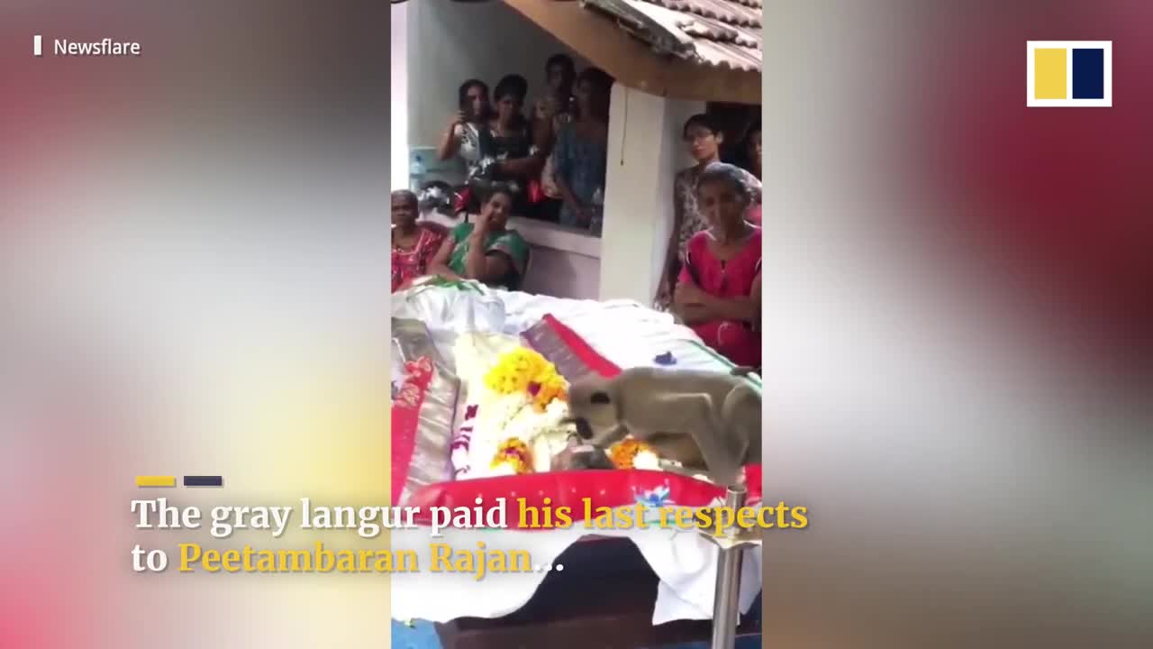 Monkey attends funeral of human caretaker in Sri Lanka