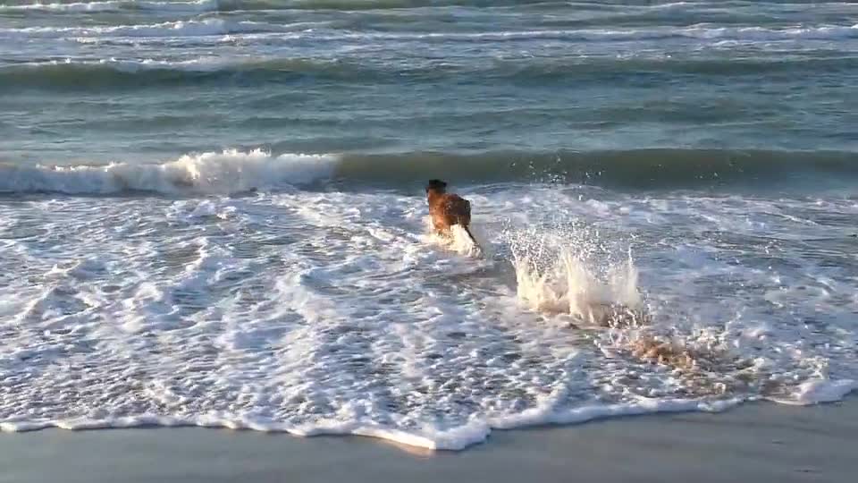 dog is running in the sea......what happens next?