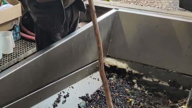 Jacky Preys unloading a gondola full of Pinot Noir into the winery