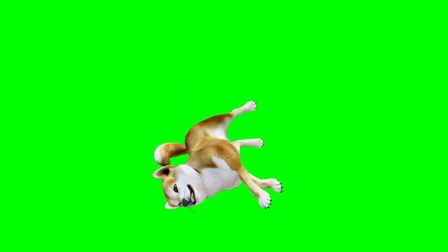 Lovely Dog Green Screen 4K 60FPS ULTRA HD