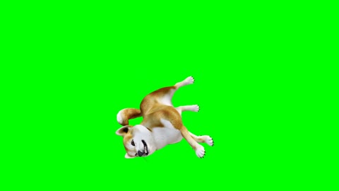 Lovely Dog Green Screen 4K 60FPS ULTRA HD