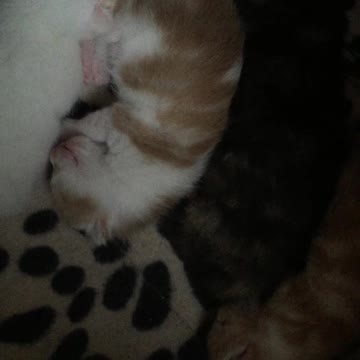 Cutest 1 Week Old Baby Kittens Snuggling Top To Tails In Their Cosy Nest