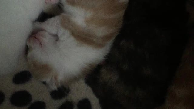 Cutest 1 Week Old Baby Kittens Snuggling Top To Tails In Their Cosy Nest