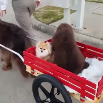 Perro Terranova arrastra a cachorros en un carrito