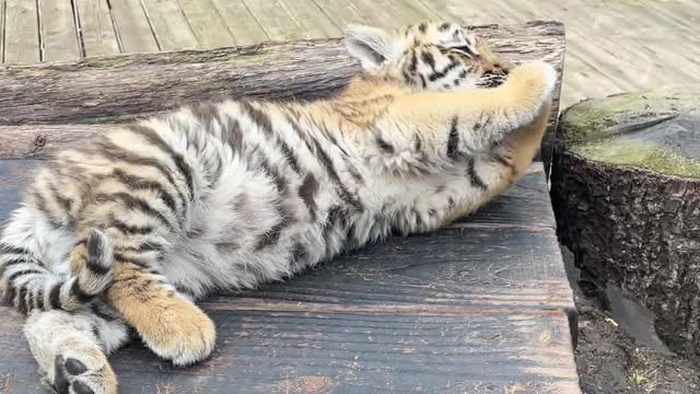 Little of the tiger-Licking his PAWS