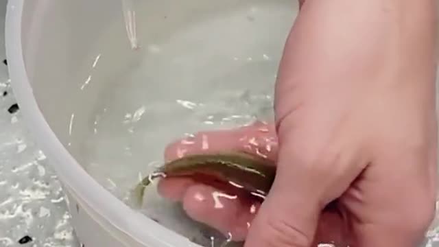 Saving baby fish from mother fish mouth!🤭🤭