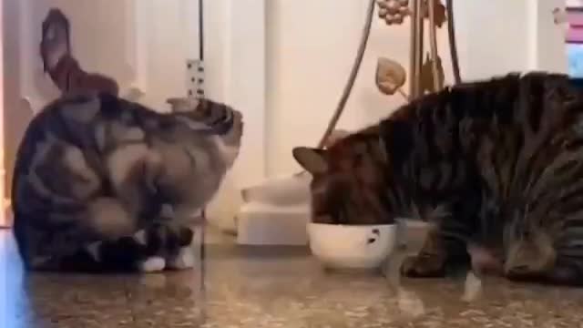 Gatinhos dividindo o pote de comida