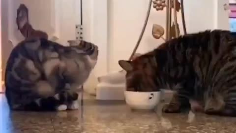 Gatinhos dividindo o pote de comida