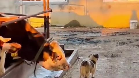 Funny videos