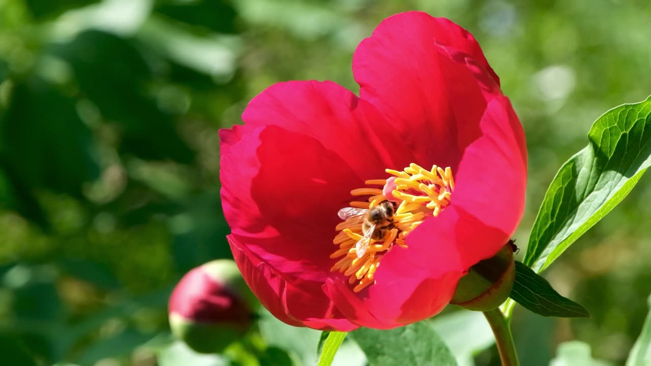 "A Serendipitous Encounter: Two Bees Amidst the Blossoms"