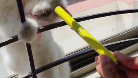 A Compilation of Cute Cat Moments.