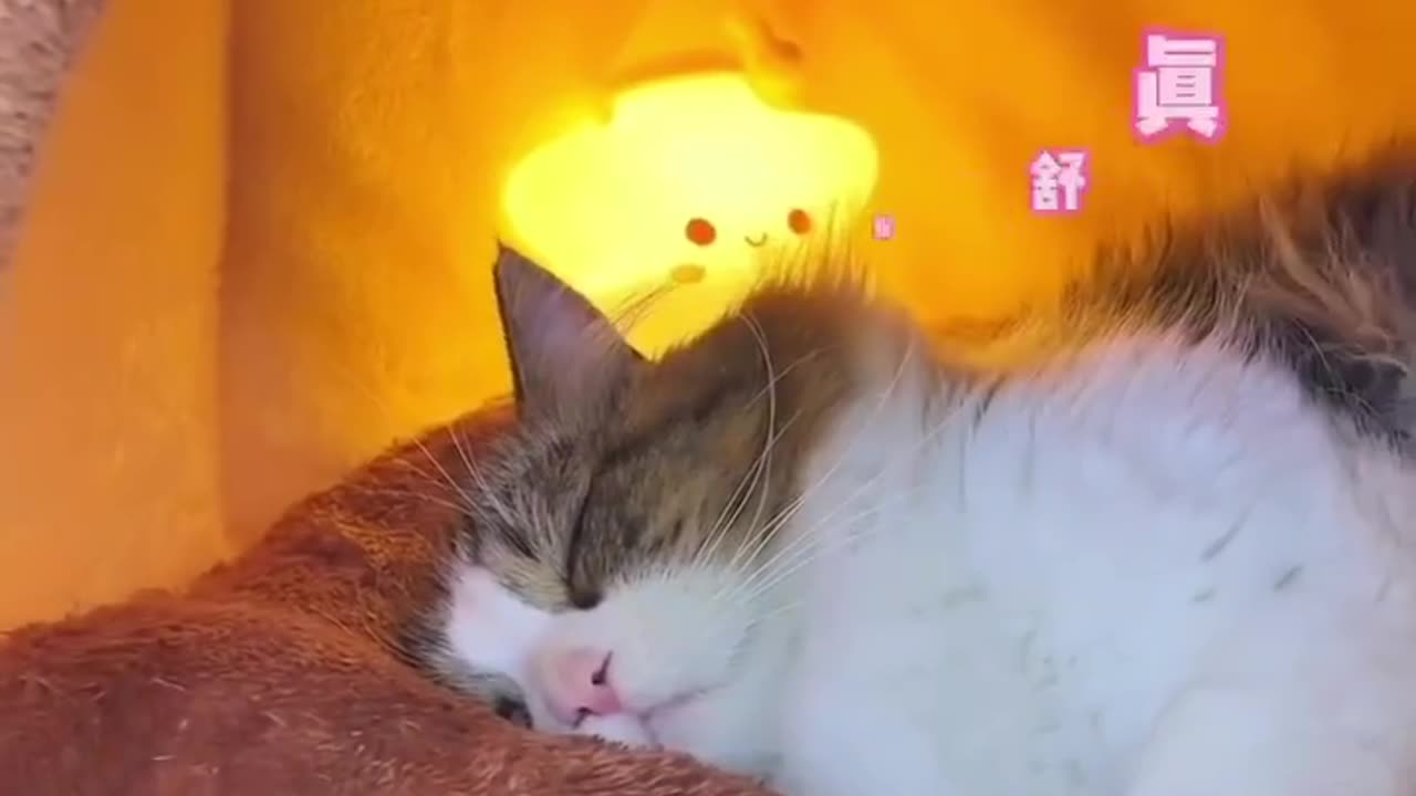 Funny cat video | animal video | funny video | cat video