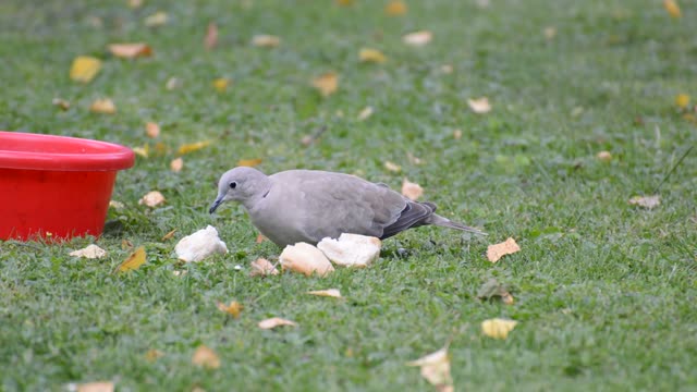 Lovely mother birds