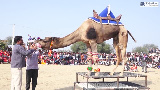 camel dance