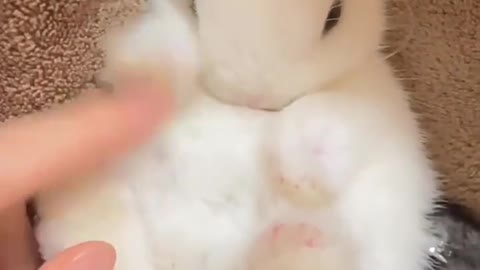 Why is a bunny the luckiest animal in the world?