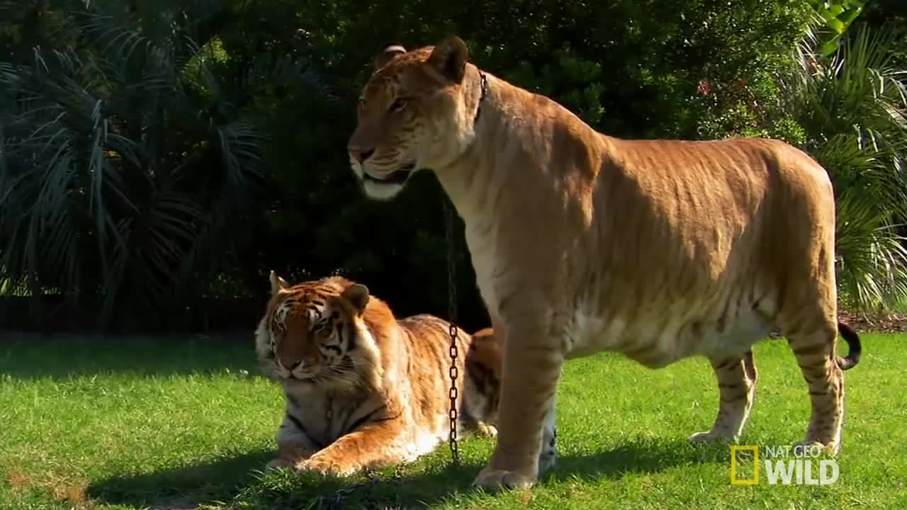 Lions, Tigers and Ligers! | World's Weirdest