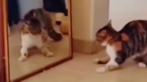 Cute and funny cat video.