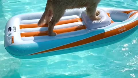 Brave puppy 🐶