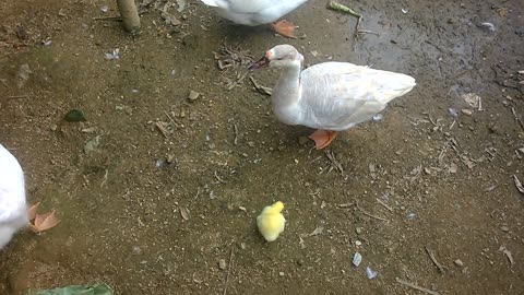 Only one goose is hatched