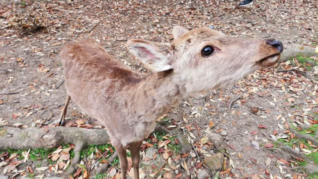 Feeding Cutest baby Deers🦌